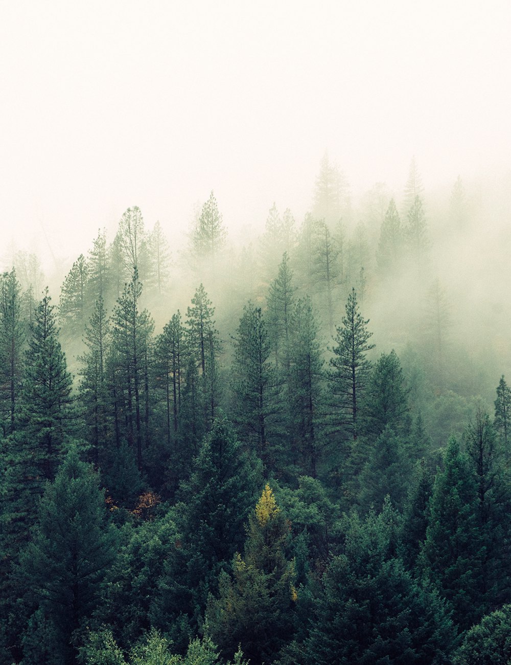 Fog drifting through an evergreen forest