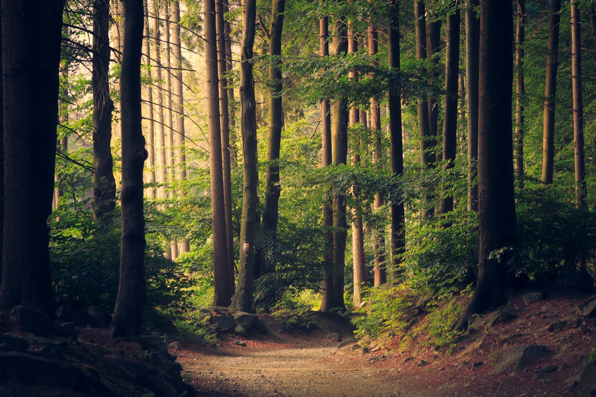 A sunlit path through a forest